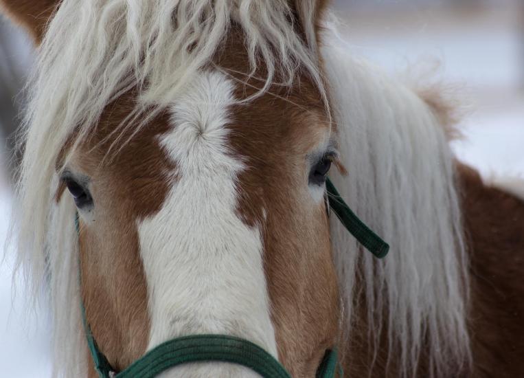 haflinger-pferde